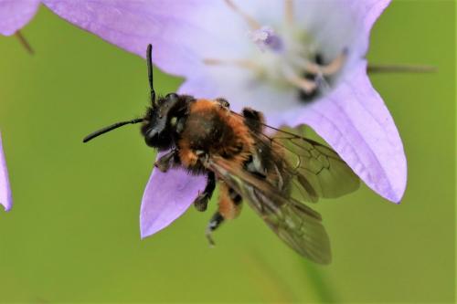 Andrena bicolor